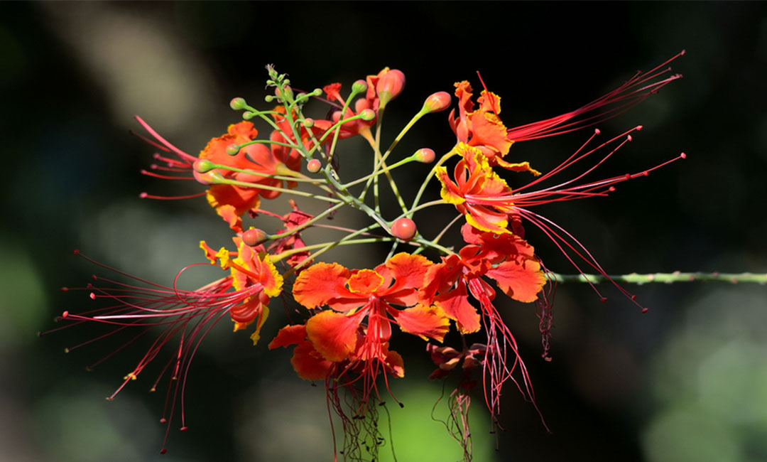 朔州花帮主百科词条创建案例